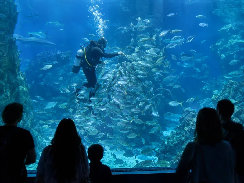 A diver feeding fish inside a large tank