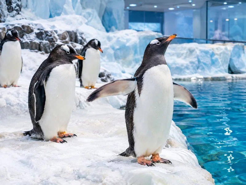 Pinguini di Gentoo sul ghiaccio accanto all'acqua