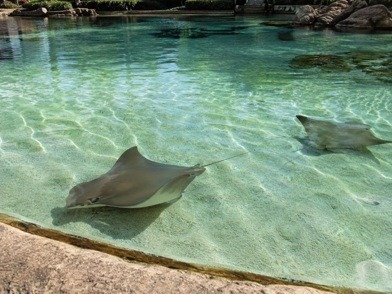 Rays gliding through a shallow lagoon pool