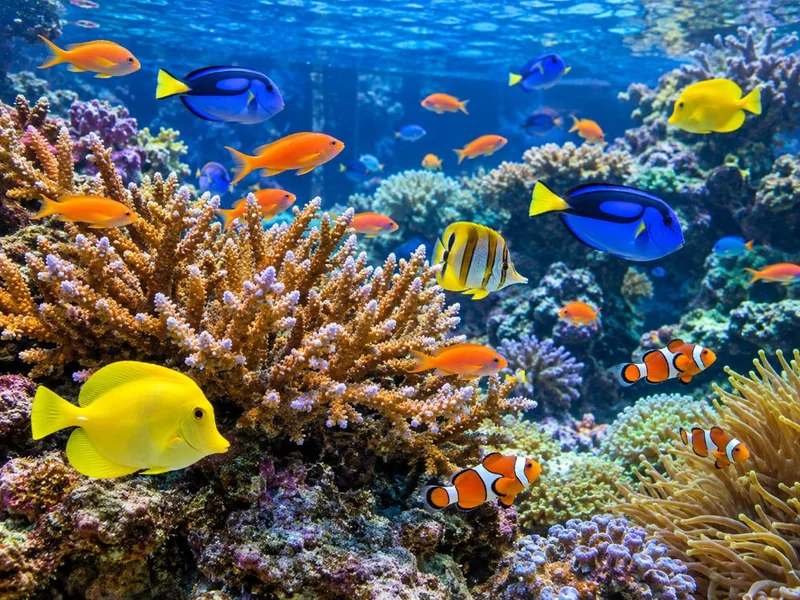 Bunte Korallenfische schwimmen zwischen Korallen