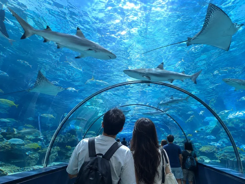 Sharks overhead in a glass ocean tunnel